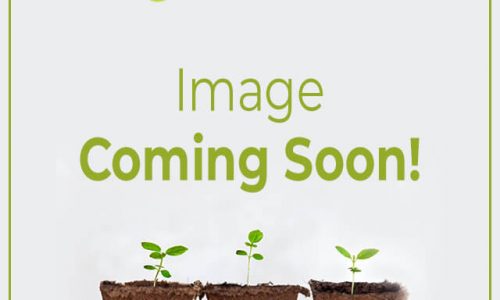 SW garden image coming soon